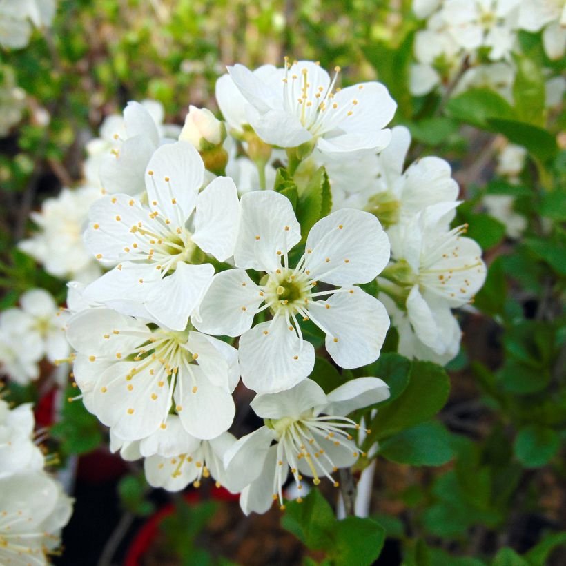 Guinda enana Cherry Boop (Floración)