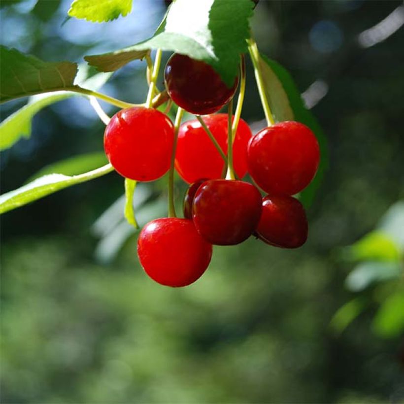 Guinda enana Cherry Boop (Cosecha)