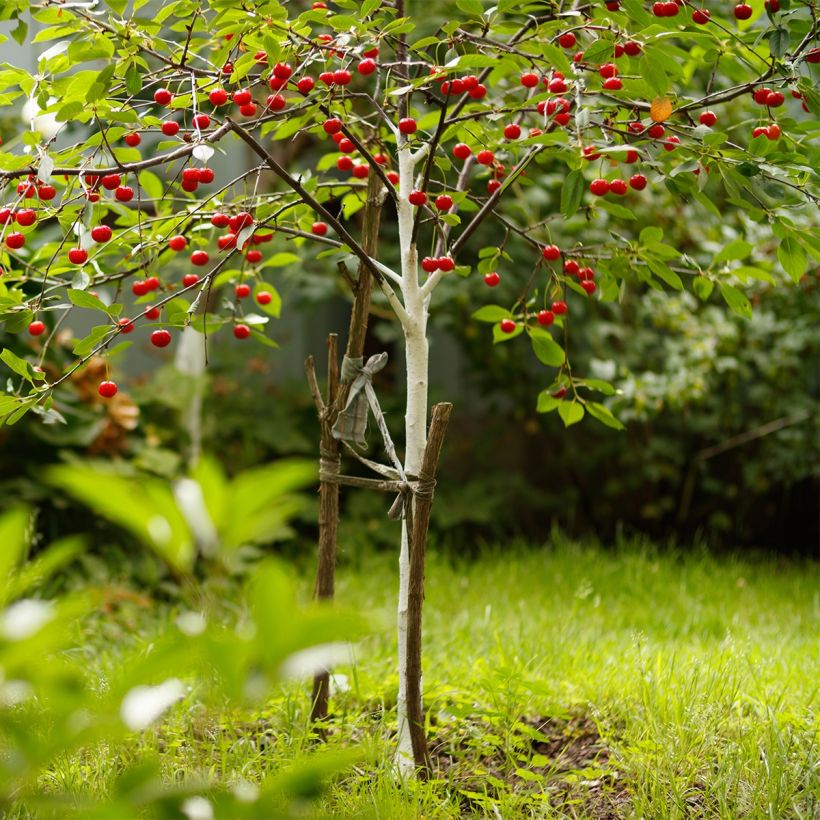 Guinda enana Fruit Me Cherry Me (Porte)