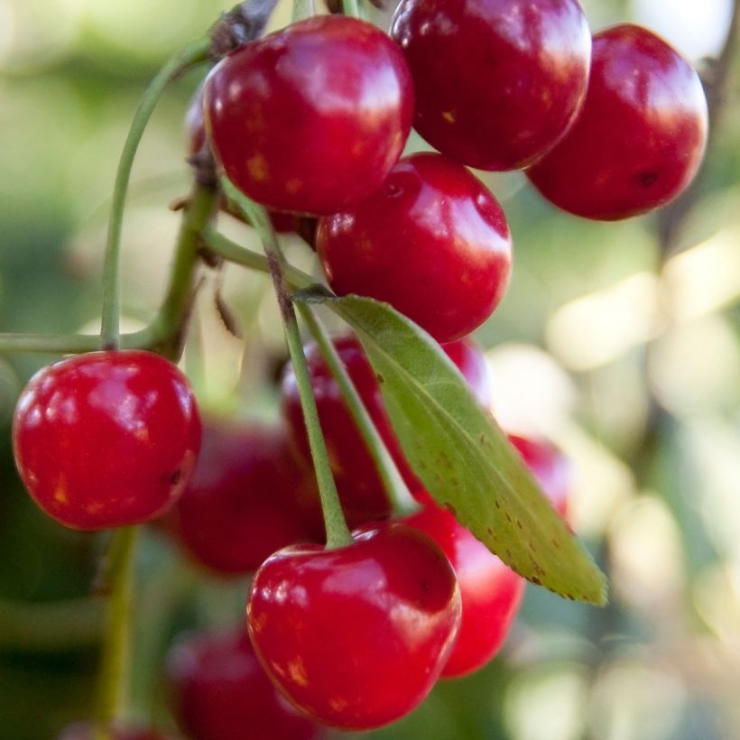 Guinda enana Griotella Frumi (Cosecha)