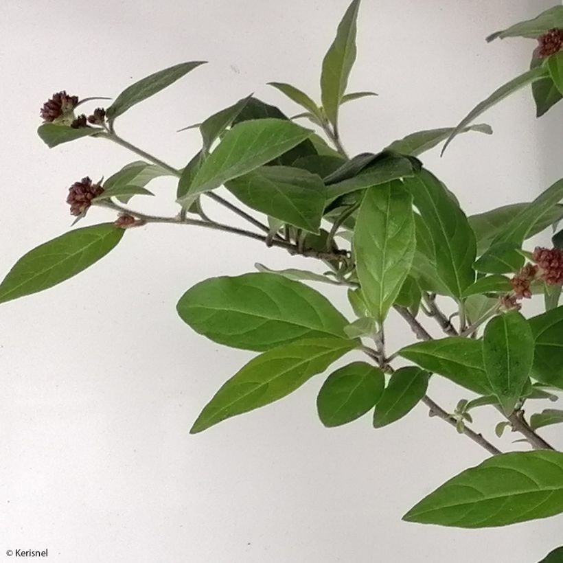 Cestrum elegans Rubrum (Follaje)