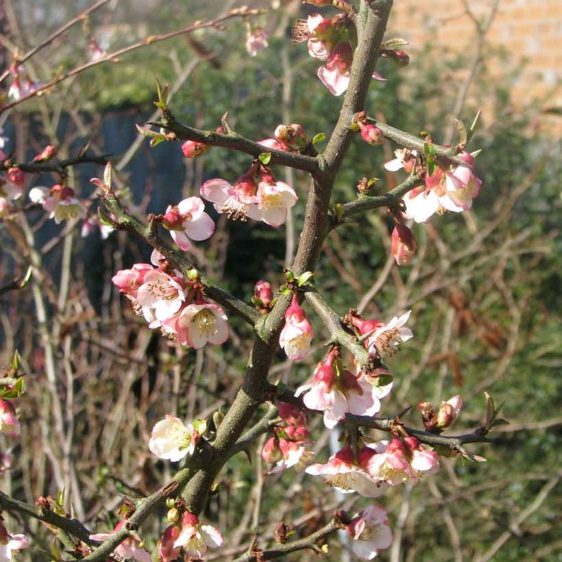 Chaenomeles cathayensis (Floración)