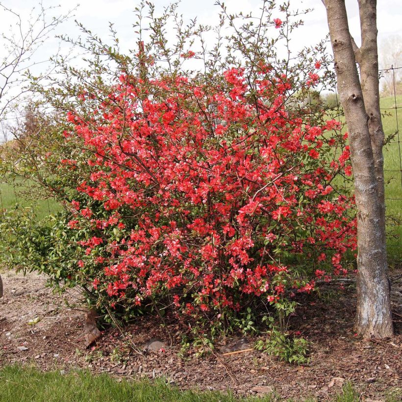 Chaenomeles japonica Sargentii - Membrillero de flor (Porte)