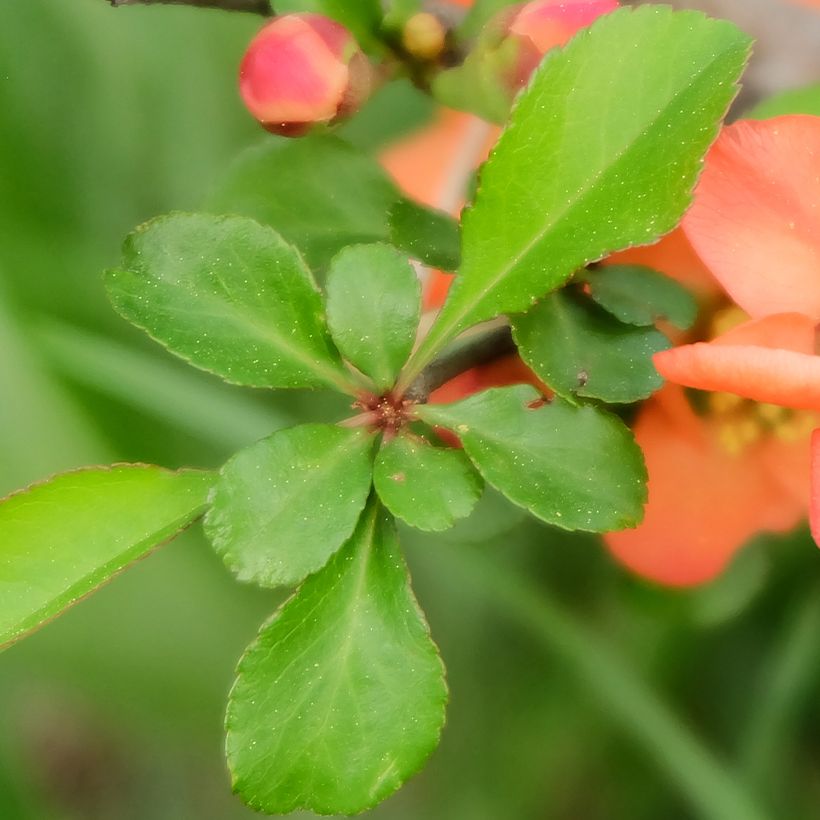 Chaenomeles japonica - Membrillero de flor (Follaje)