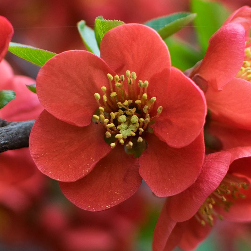 Chaenomeles japonica - Membrillero de flor (Floración)