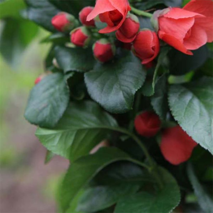 Membrillero del Japón Orange Storm - Chaenomeles speciosa (Follaje)