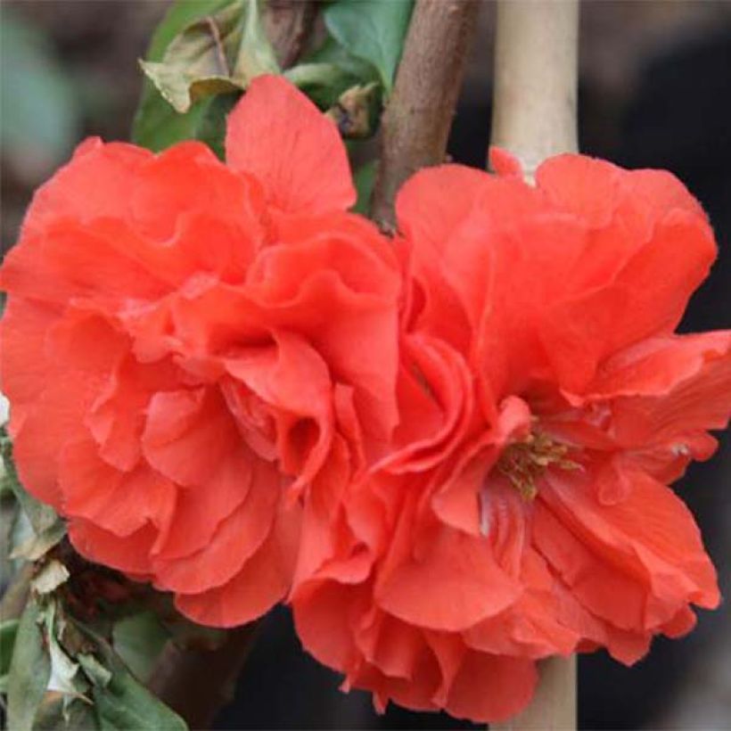 Membrillero del Japón Orange Storm - Chaenomeles speciosa (Floración)