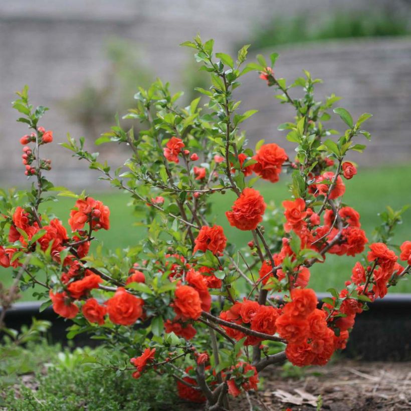 Membrillero del Japón Orange Storm - Chaenomeles speciosa (Porte)