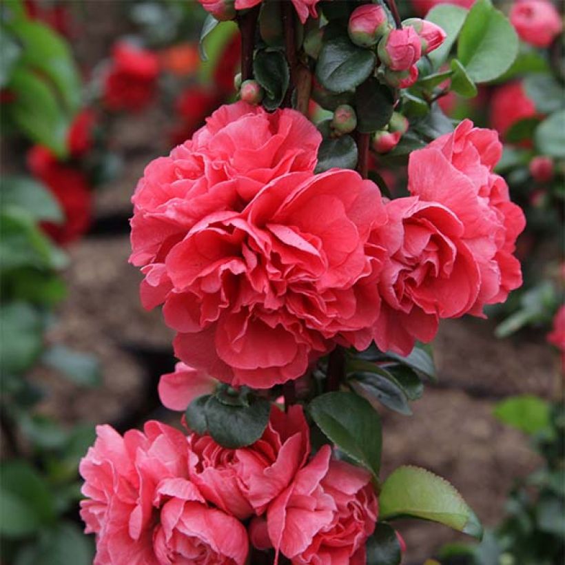 Membrillero del Japón Pink Storm - Chaenomeles speciosa (Floración)