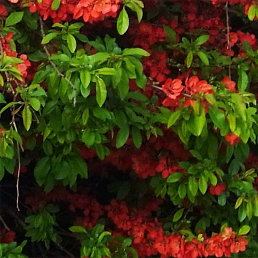 Membrillero del Japón Rubra - Chaenomeles speciosa (Follaje)