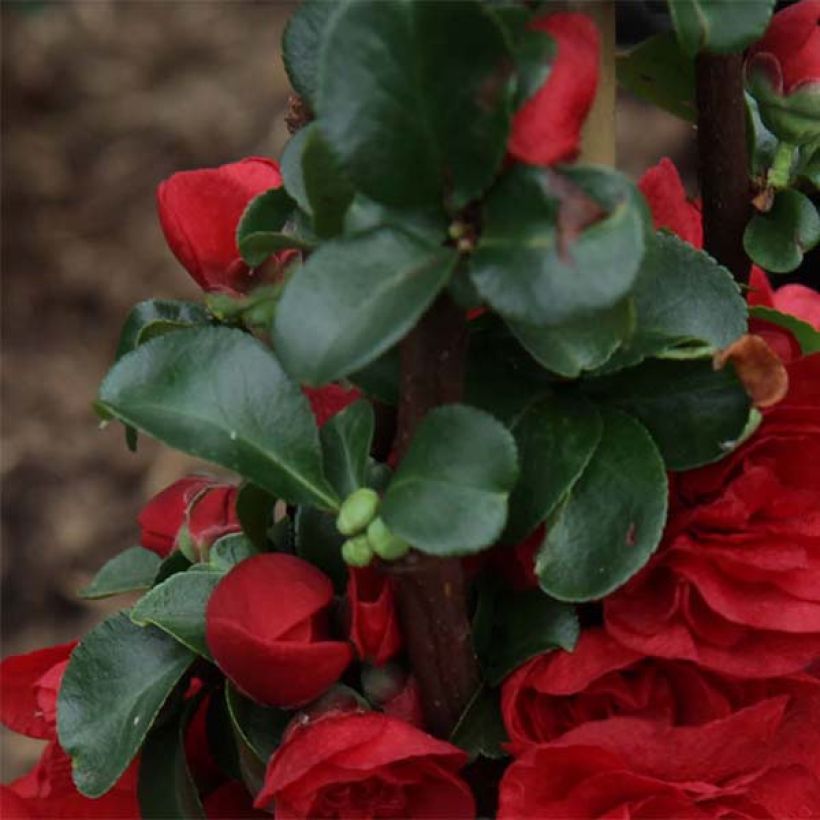 Membrillero del Japón Scarlet Storm - Chaenomeles speciosa (Follaje)