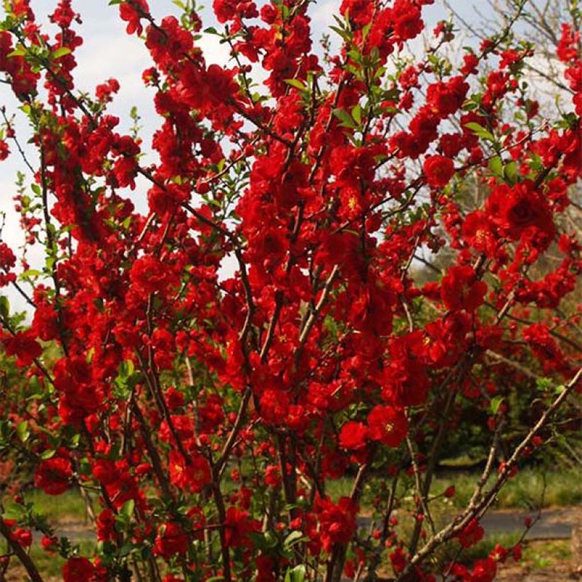 Membrillero del Japón Scarlet Storm - Chaenomeles speciosa (Porte)