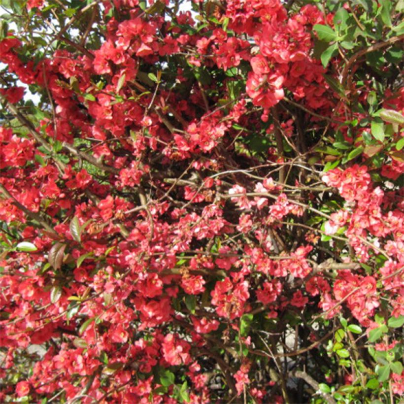 Membrillero del Japón Clementine - Chaenomeles speciosa (Floración)