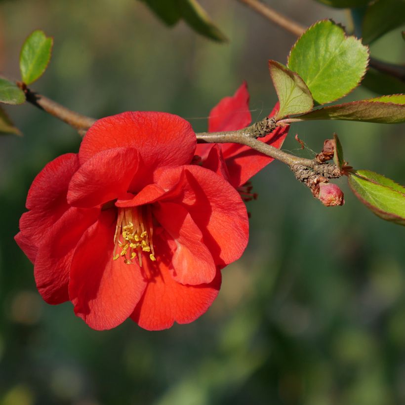 Membrillero del Japón Nicoline - Chaenomeles superba (Floración)