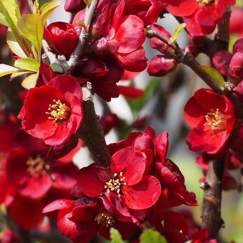 Membrillero del Japón Hollandia - Chaenomeles superba (Floración)