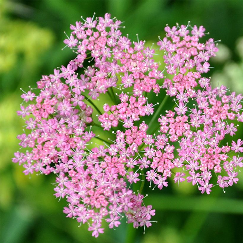 Chaerophyllum hirsutum Roseum (Floración)