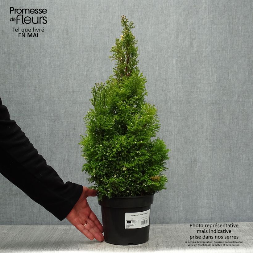 Faux cyprès du Japon - Chamaecyparis obtusa Snowflake Pot de 2L/3L Ejemplar entregado en la primavera