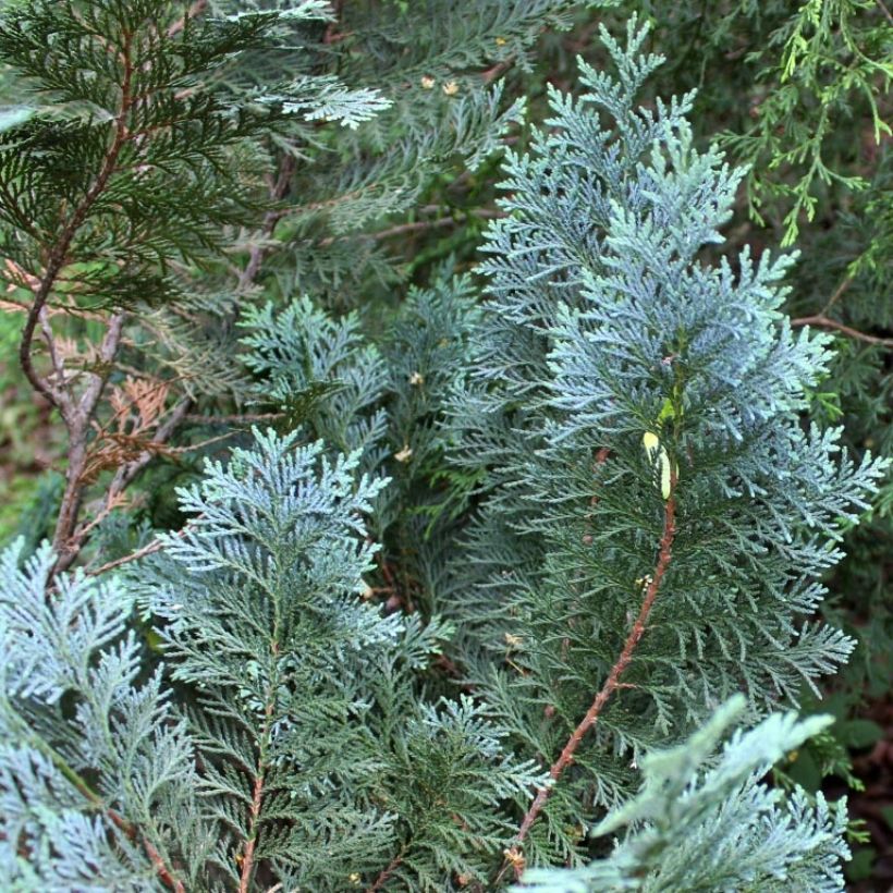 Chamaecyparis lawsoniana Alumii (Follaje)