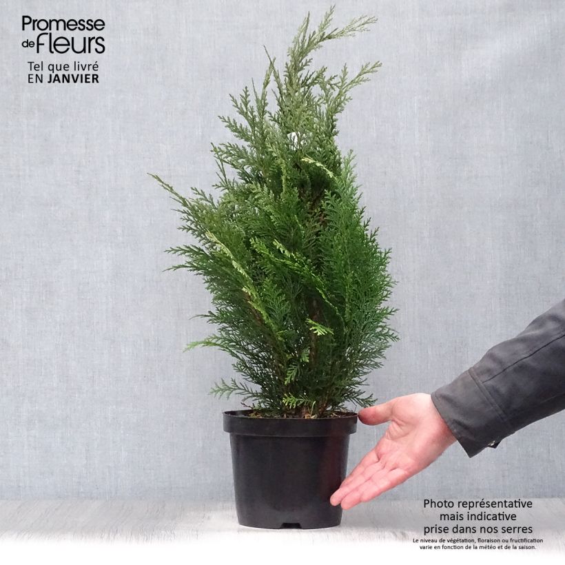 Chamaecyparis lawsoniana Alumii - Cyprès de Lawson Pot de 3L/4L Ejemplar entregado en invierno