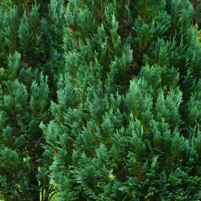 Chamaecyparis lawsoniana Columnaris (Follaje)