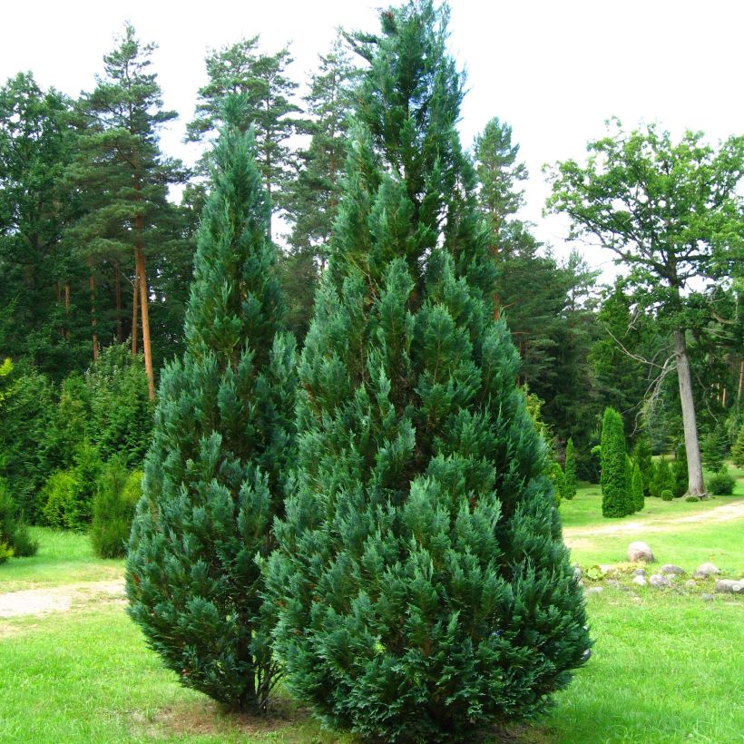 Chamaecyparis lawsoniana Columnaris (Porte)