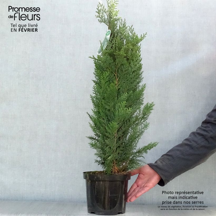 Chamaecyparis lawsoniana Columnaris - Cyprès de Lawson Pot de 4L/5L Ejemplar entregado en invierno