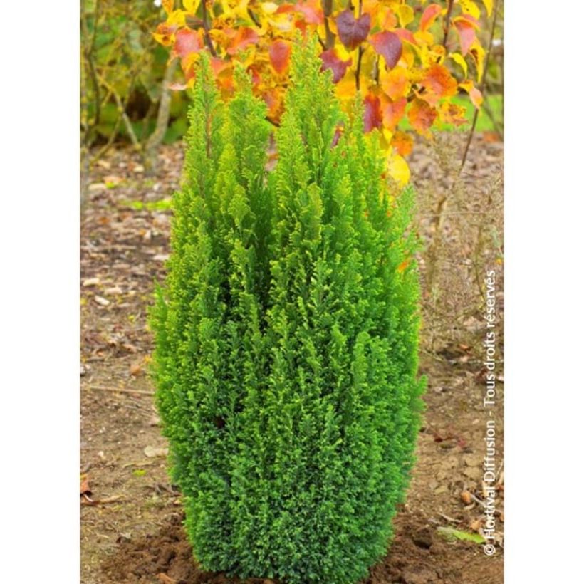 Chamaecyparis lawsoniana Elwood's Gold (Porte)