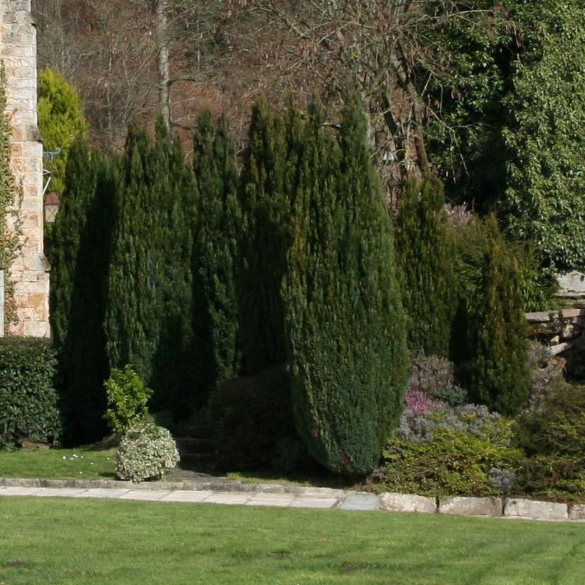 Chamaecyparis lawsoniana Elwoodii (Porte)