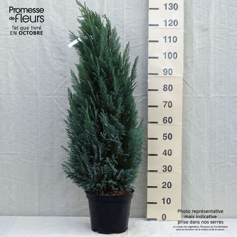 Ejemplar de Chamaecyparis lawsoniana Elwoodii - Cyprès de Lawson en pot de 7,5L/10L entregado en otoño