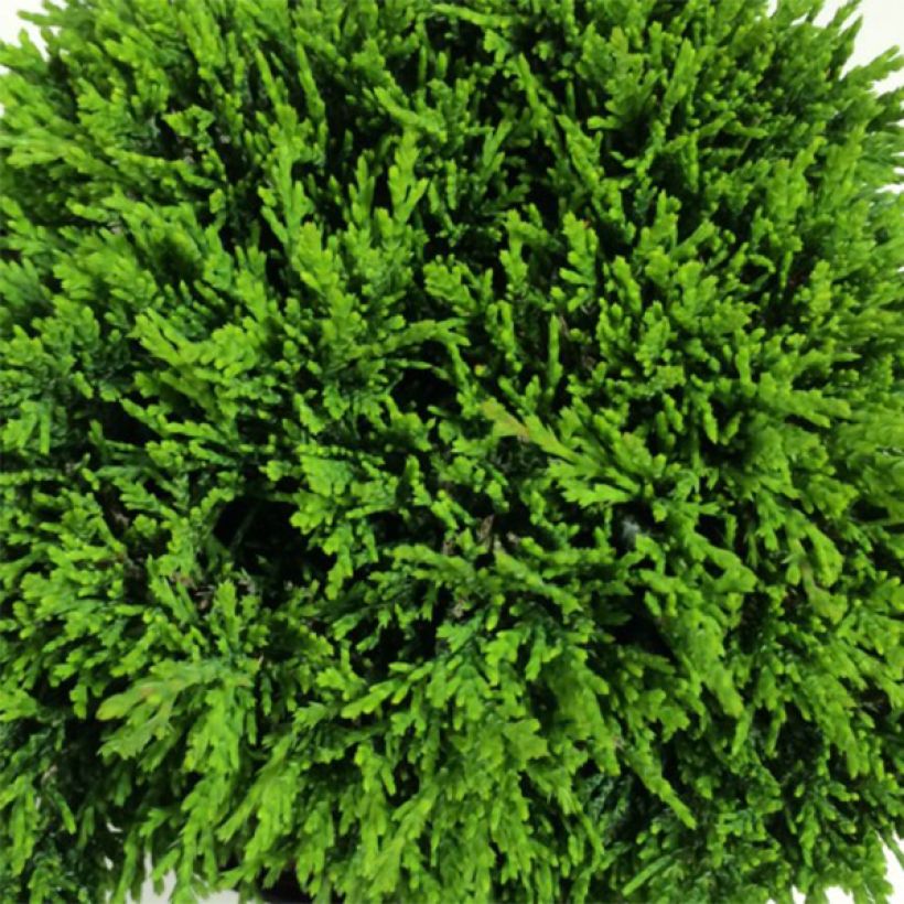 Chamaecyparis lawsoniana Green Globe (Follaje)