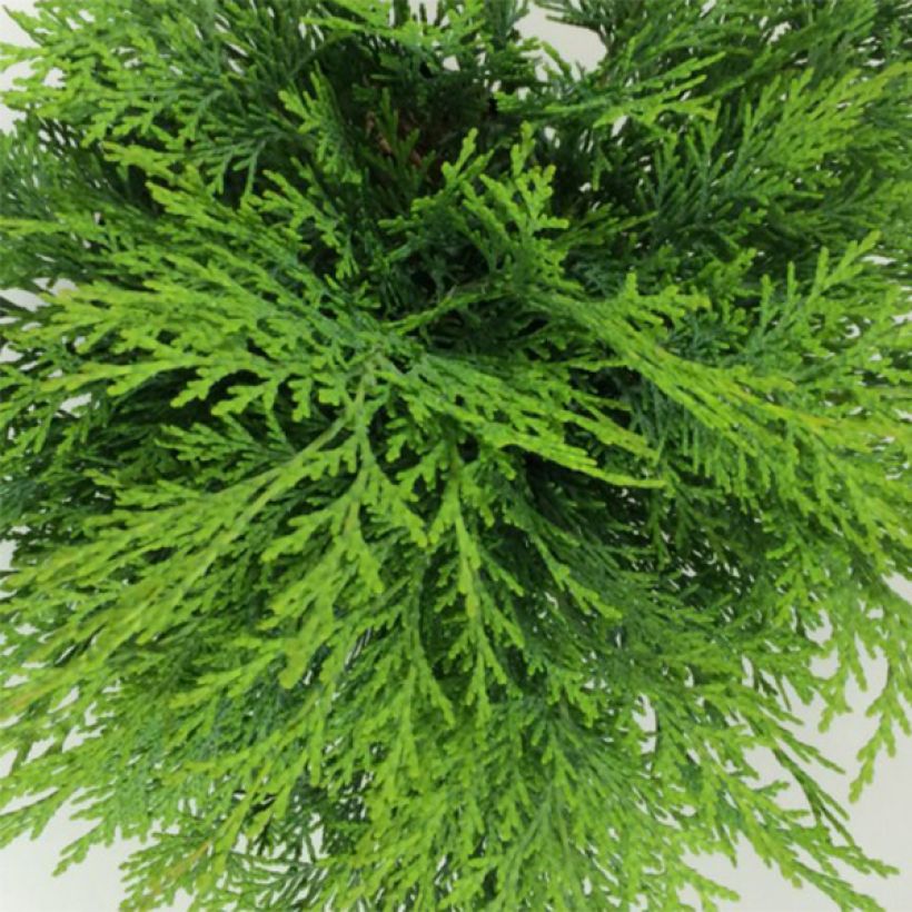 Chamaecyparis lawsoniana Mini Globus (Follaje)