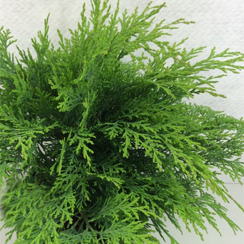 Chamaecyparis lawsoniana Mini Globus (Porte)