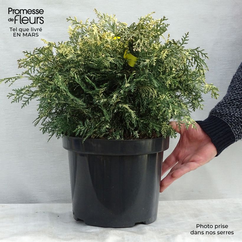 Chamaecyparis lawsoniana Pearly Swirls - Cyprès de Lawson en pot de 7,5/10L Ejemplar entregado en invierno