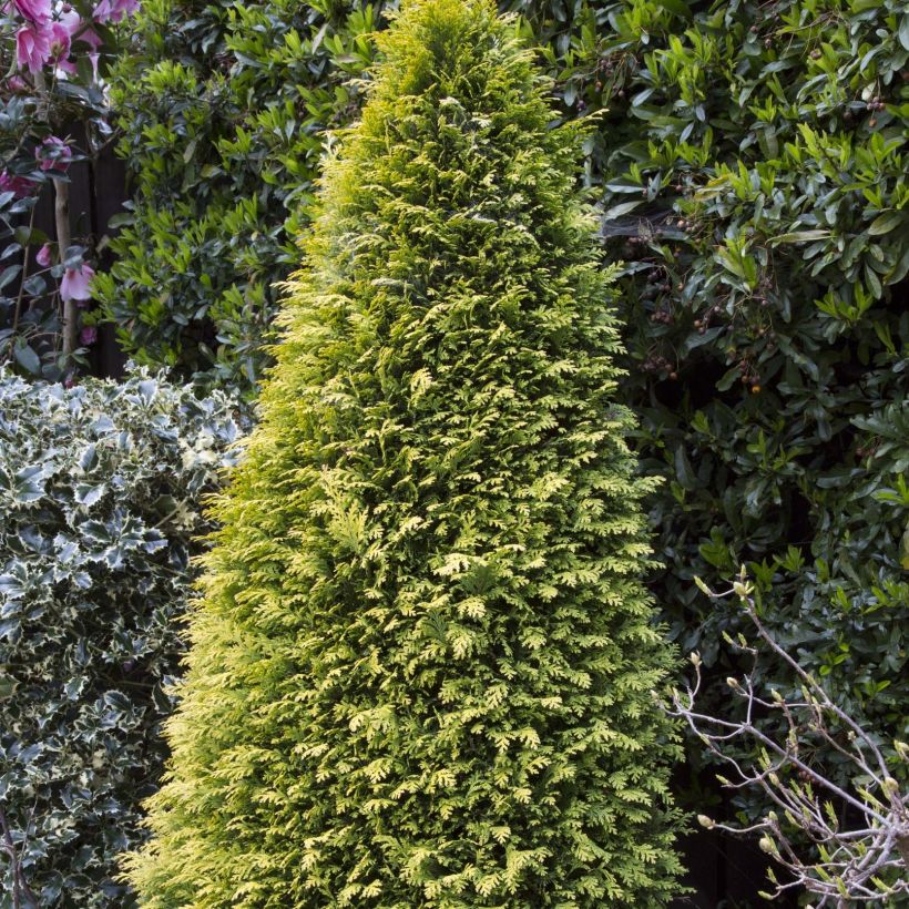 Chamaecyparis lawsoniana Stardust (Porte)