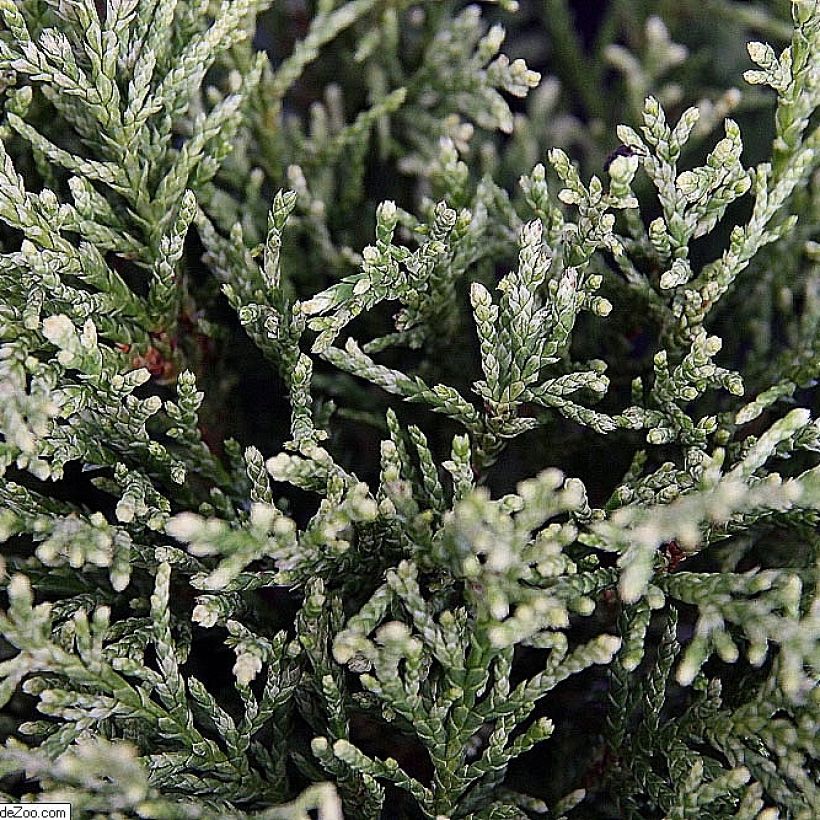 Chamaecyparis lawsoniana White Spot (Follaje)