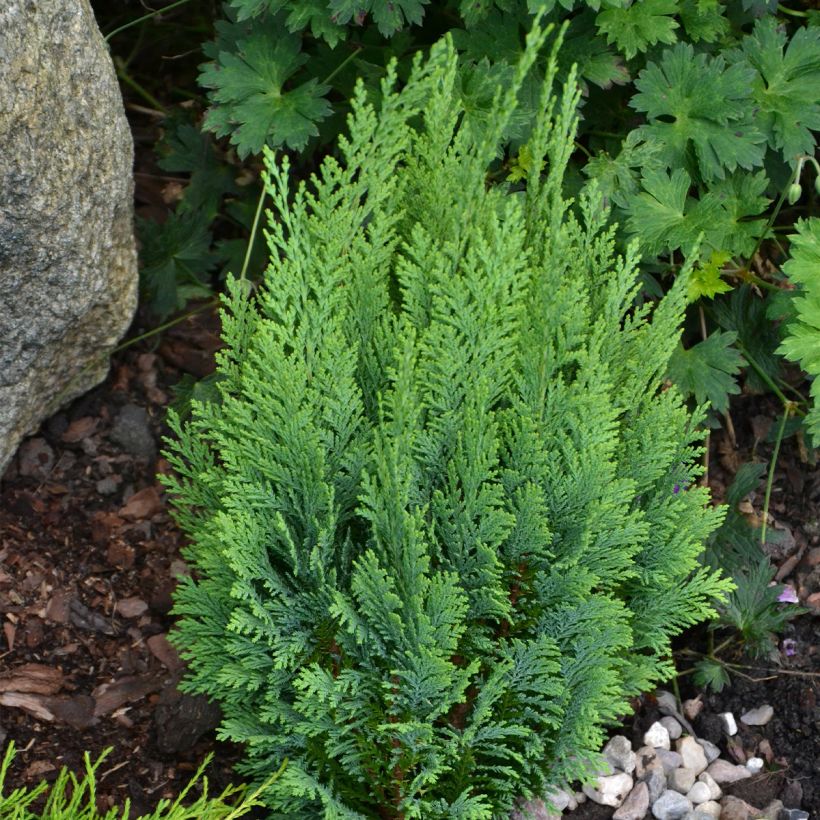 Chamaecyparis lawsoniana White Spot (Porte)