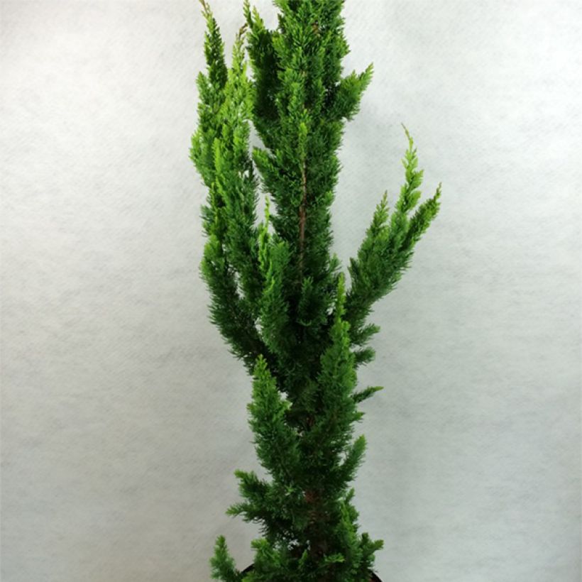 Chamaecyparis lawsoniana Yellow Spire (Porte)