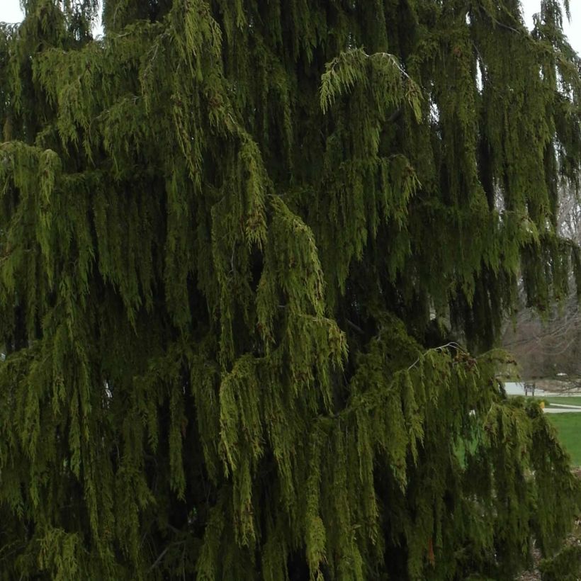 Chamaecyparis nootkatensis Pendula - Ciprés de Nootka (Follaje)