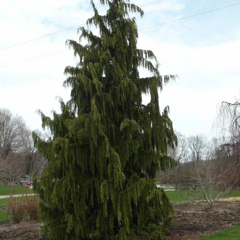 Chamaecyparis nootkatensis Pendula - Ciprés de Nootka (Porte)