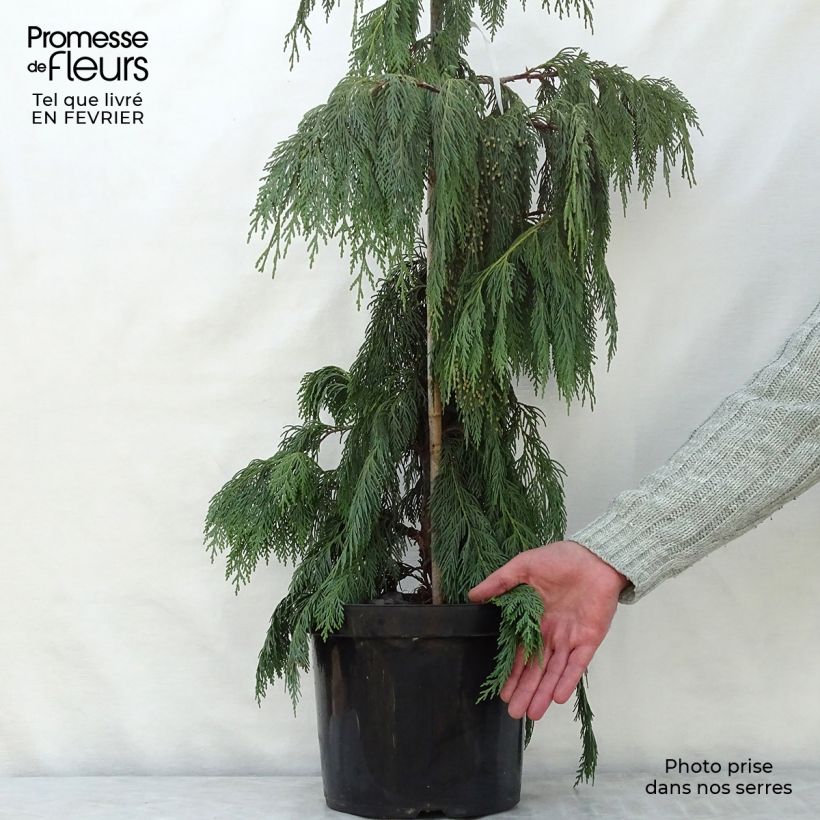 Chamaecyparis nootkatensis Pendula - Cyprès de Nootka pleureur Pot de 7,5L/10L Ejemplar entregado en invierno