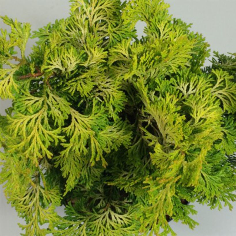 Chamaecyparis obtusa Aurea - Ciprés hinoki (Follaje)