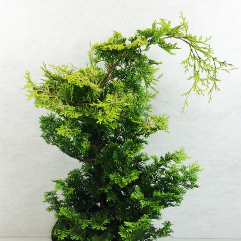 Chamaecyparis obtusa Aurea - Ciprés hinoki (Porte)