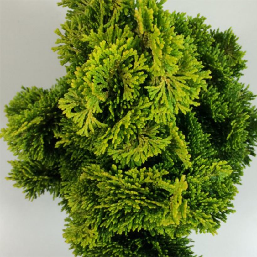 Chamaecyparis obtusa Aurora - Ciprés hinoki (Follaje)