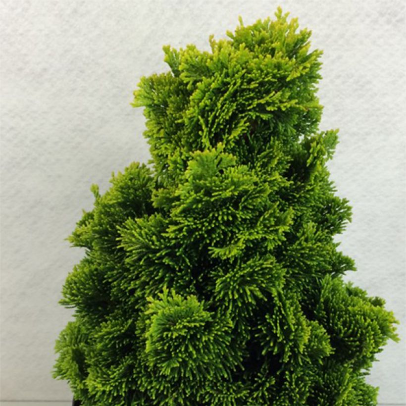 Chamaecyparis obtusa Aurora - Ciprés hinoki (Porte)