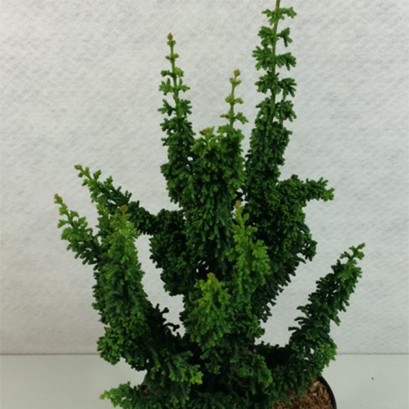 Chamaecyparis obtusa Chirimen - Ciprés hinoki (Porte)