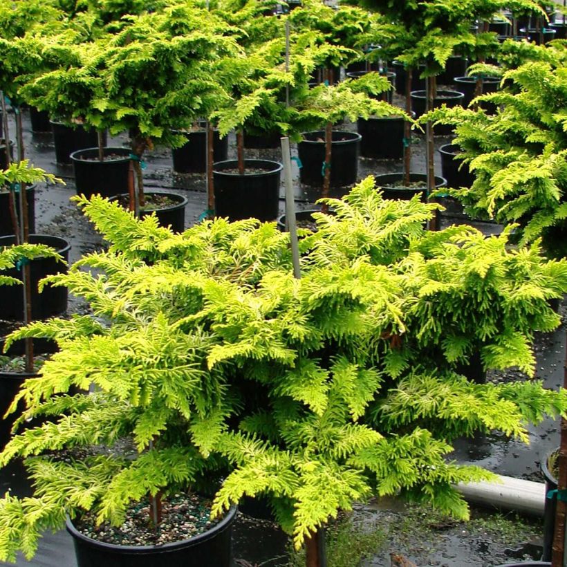 Chamaecyparis obtusa Fernspray Gold - Ciprés hinoki (Porte)