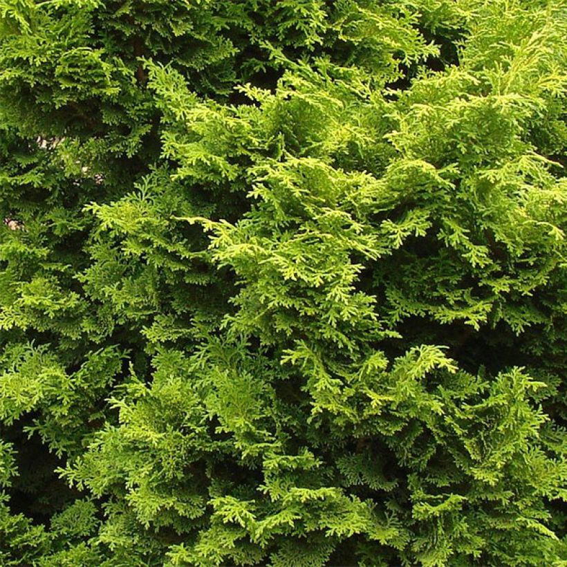 Chamaecyparis obtusa Gold Drop - Ciprés hinoki (Follaje)