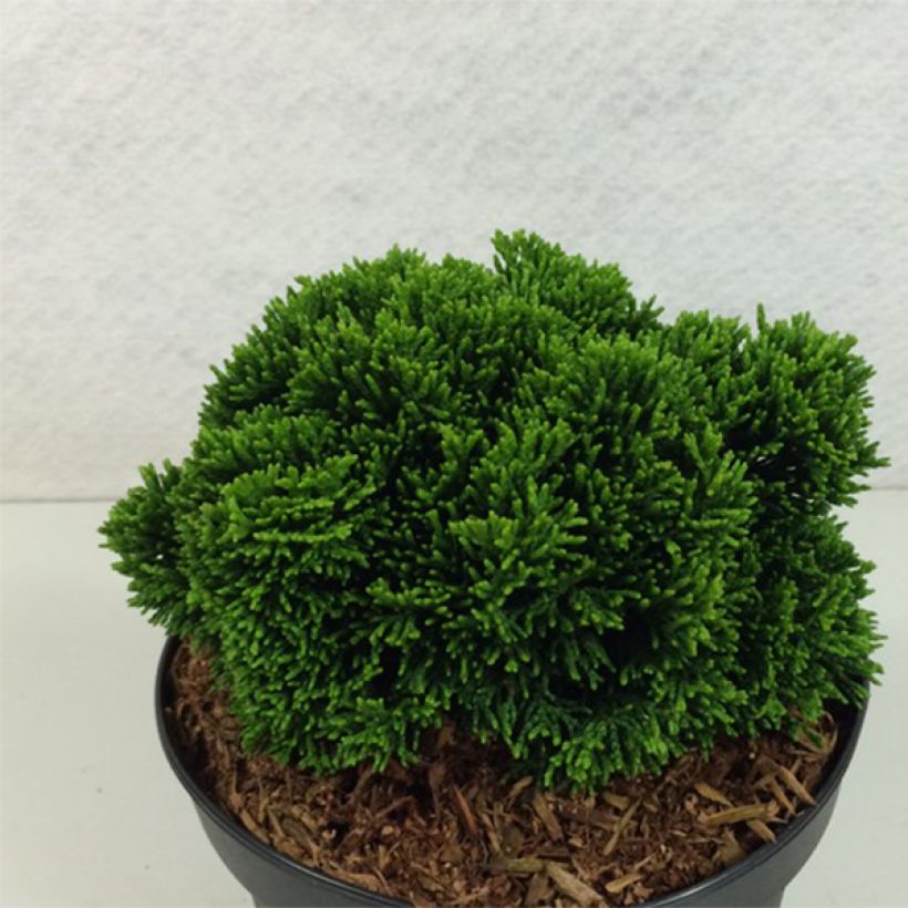 Chamaecyparis obtusa Juniperoides - Ciprés hinoki (Porte)