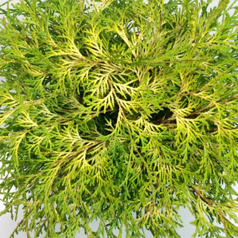 Chamaecyparis obtusa Kamarachiba - Ciprés hinoki (Follaje)