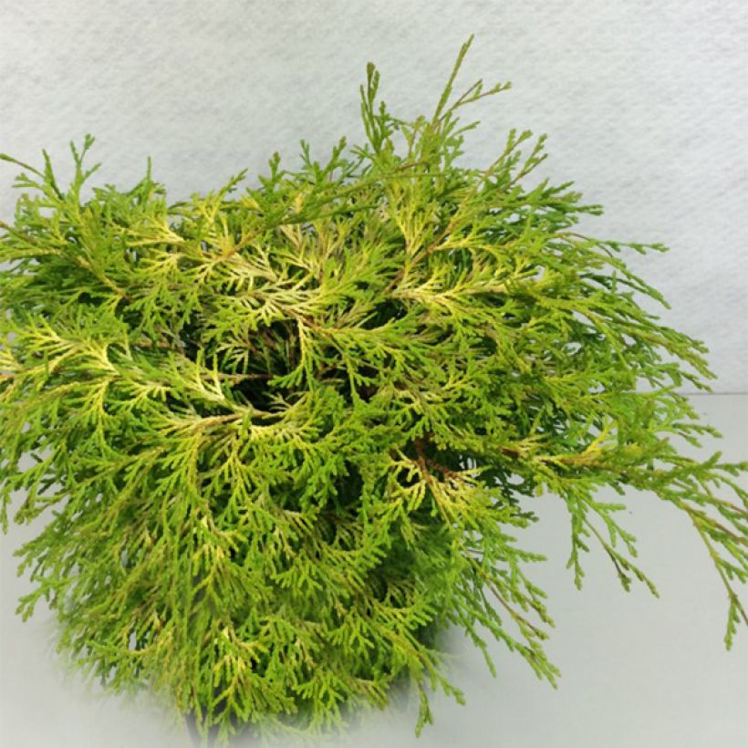 Chamaecyparis obtusa Kamarachiba - Ciprés hinoki (Porte)